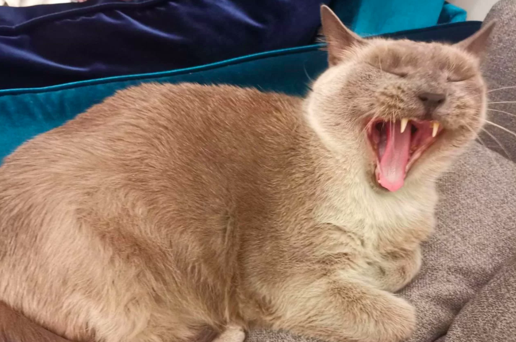 Фото В Новосибирске продают жирного сиамского кота за 900 тысяч рублей 2 - Сиб.ФМ Фото В Новосибирске продают жирного сиамского кота за 900 тысяч рублей 2